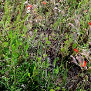 Photographie n°2308916 du taxon Silene italica (L.) Pers. [1805]