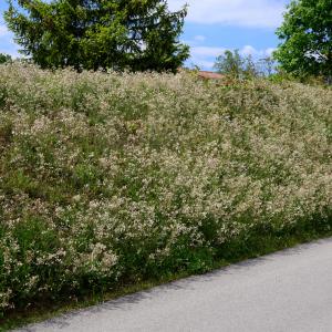 Photographie n°2308917 du taxon Silene italica (L.) Pers. [1805]
