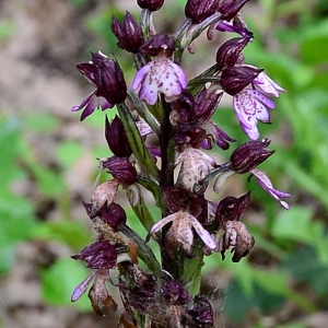  - Orchis purpurea Huds. [1762]