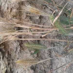 Photographie n°2308957 du taxon Hordeum murinum L. [1753]