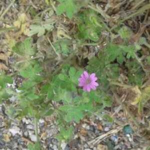 Photographie n°2308959 du taxon Geranium molle L. [1753]