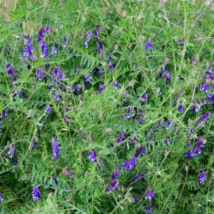 Photographie n°2308986 du taxon Vicia cracca L.