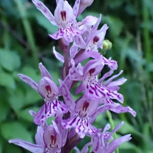 Photographie n°2309040 du taxon Dactylorhiza fuchsii (Druce) Soó [1962]