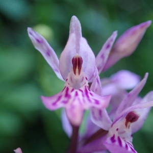 Photographie n°2309042 du taxon Dactylorhiza fuchsii (Druce) Soó [1962]