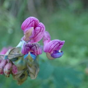 Photographie n°2309056 du taxon Lathyrus niger (L.) Bernh. [1800]