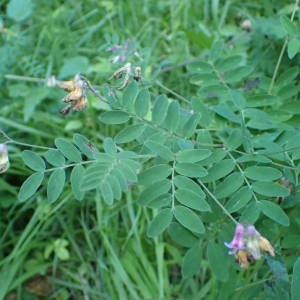Photographie n°2309057 du taxon Lathyrus niger (L.) Bernh. [1800]
