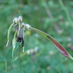 Photographie n°2309058 du taxon Lathyrus niger (L.) Bernh. [1800]