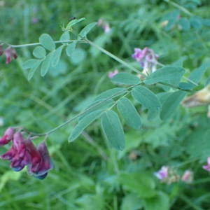 Photographie n°2309059 du taxon Lathyrus niger (L.) Bernh. [1800]