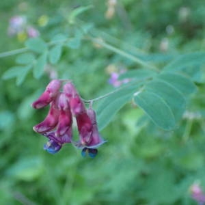 Photographie n°2309060 du taxon Lathyrus niger (L.) Bernh. [1800]