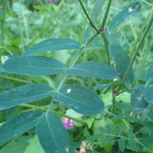 Photographie n°2309061 du taxon Lathyrus niger (L.) Bernh. [1800]