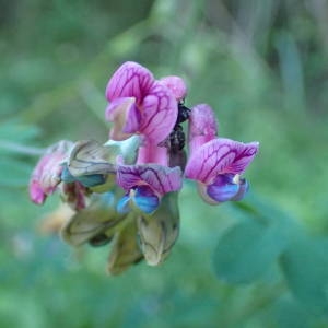 Photographie n°2309062 du taxon Lathyrus niger (L.) Bernh. [1800]