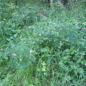 Photographie n°2309063 du taxon Lathyrus niger (L.) Bernh. [1800]
