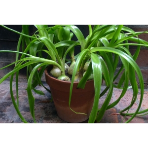 Albuca bracteata (Thunb.) J.C.Manning & Goldblatt