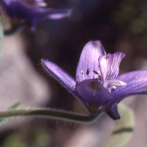 Staphisagria picta subsp. requienii (DC.) B.Bock (Dauphinelle de Requien)