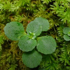 Photographie n°2309102 du taxon Chrysosplenium oppositifolium L. [1753]