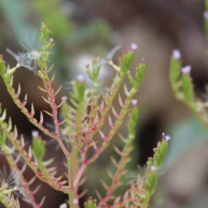 Photographie n°2309117 du taxon Centranthus calcitrapae (L.) Dufr. [1811]