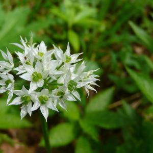 Photographie n°2309140 du taxon Allium ursinum L.