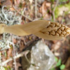 Photographie n°2309143 du taxon Neottia nidus-avis (L.) Rich. [1817]