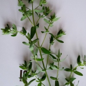 Photographie n°2309144 du taxon Hypericum perforatum L. [1753]