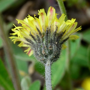 Photographie n°2309179 du taxon Pilosella officinarum Vaill. [1754]