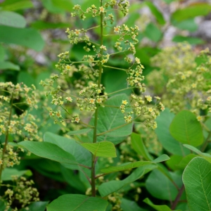 Photographie n°2309189 du taxon Cotinus coggygria Scop. [1771]