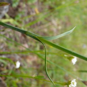 Photographie n°2309216 du taxon Dianthus carthusianorum L.