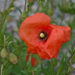 Photographie n°2309271 du taxon Papaver rhoeas L.