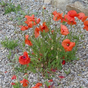 Photographie n°2309272 du taxon Papaver rhoeas L.