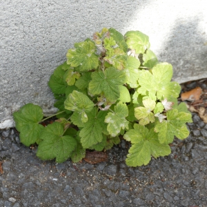 Photographie n°2309276 du taxon Ribes L. [1753]