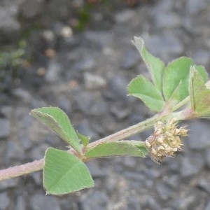 Photographie n°2309281 du taxon Medicago lupulina L.