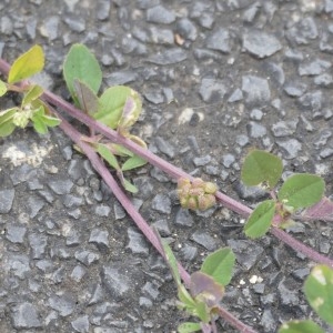 Photographie n°2309282 du taxon Medicago lupulina L.