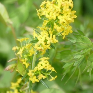 Photographie n°2309295 du taxon Galium verum L. [1753]