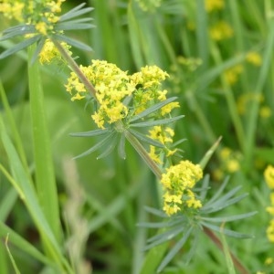 Photographie n°2309296 du taxon Galium verum L. [1753]