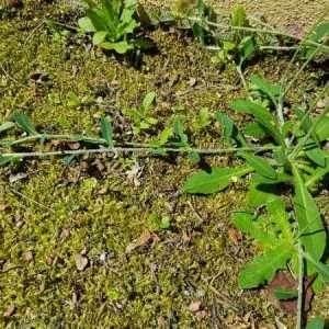 Photographie n°2309299 du taxon Hieracium pilosella L. [1753]