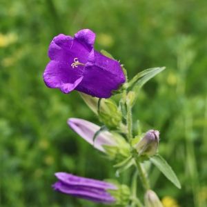  - Campanula medium L. [1753]