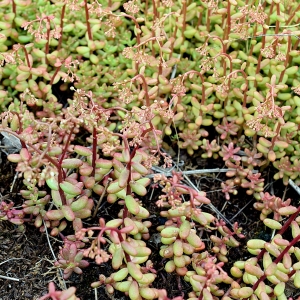 Photographie n°2309350 du taxon Sedum album L. [1753]