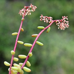 Photographie n°2309351 du taxon Sedum album L. [1753]