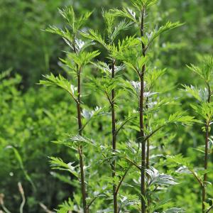 Photographie n°2309419 du taxon Artemisia vulgaris L. [1753]