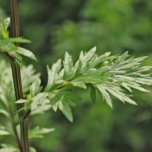 Photographie n°2309420 du taxon Artemisia vulgaris L. [1753]