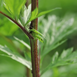 Photographie n°2309421 du taxon Artemisia vulgaris L. [1753]