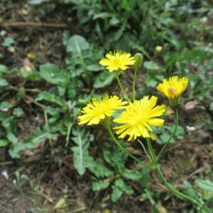 Photographie n°2309424 du taxon Crepis setosa Haller f. [1797]