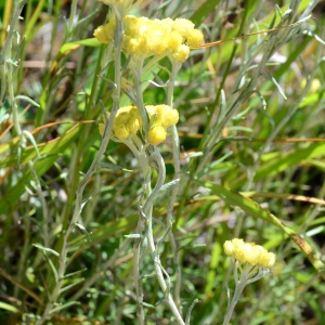 Photographie n°2309438 du taxon Helichrysum stoechas (L.) Moench [1794]