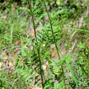 Photographie n°2309464 du taxon Tanacetum corymbosum (L.) Sch.Bip. [1844]