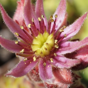 Photographie n°2309493 du taxon Sempervivum montanum L. [1753]