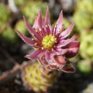 Photographie n°2309498 du taxon Sempervivum montanum L. [1753]