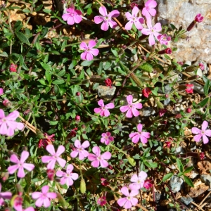  - Saponaria ocymoides var. alsinoides (Viv.) Nyman [1878]