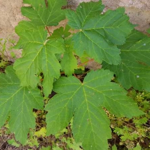 Photographie n°2309535 du taxon Acer pseudoplatanus L.