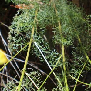 Photographie n°2309543 du taxon Senecio adonidifolius Loisel. [1807]