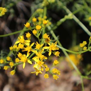 Photographie n°2309546 du taxon Senecio adonidifolius Loisel. [1807]