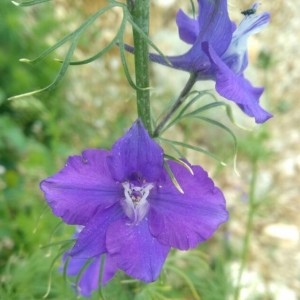 Photographie n°2309565 du taxon Delphinium ajacis L. [1753]